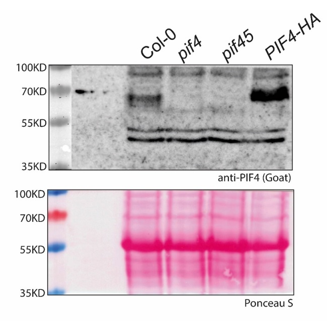 western blot using anti-PIF4 goat antibody